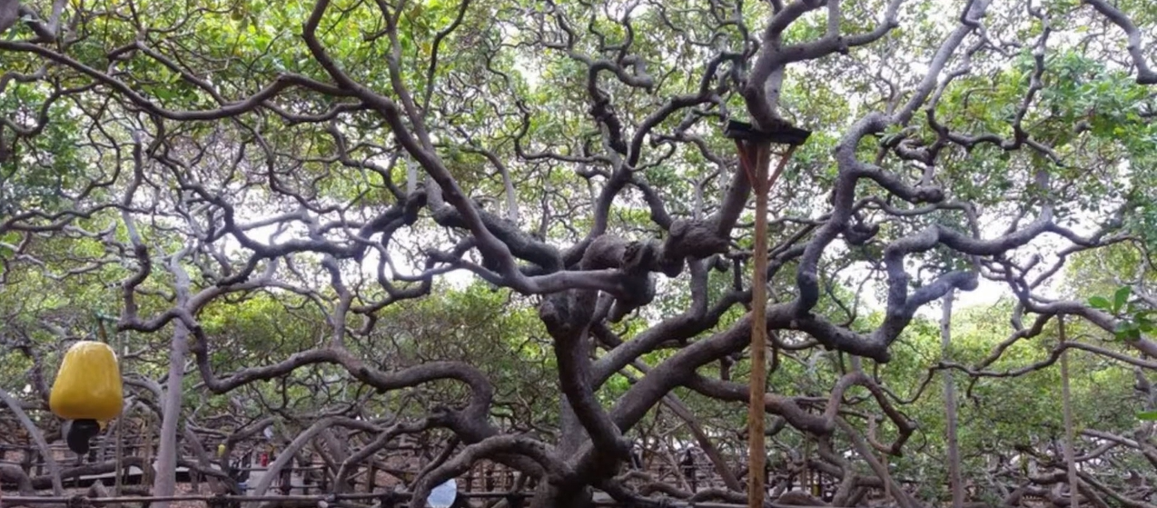 Maior cajueiro do mundo